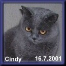 cindy